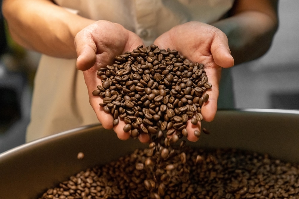 Handen vol vers gebrande koffiebonen boven een koffiebrander